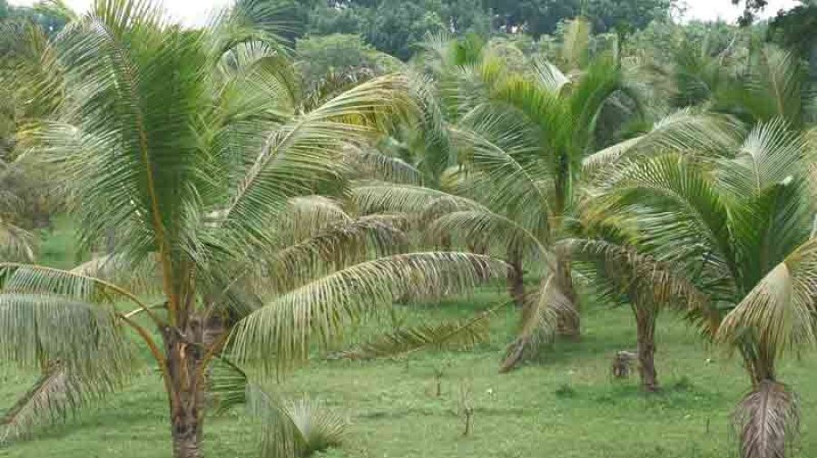ভিয়েতনামি নারিকেল বাগান করে শতাধিক কৃষকের স্বপ্নভঙ্গ